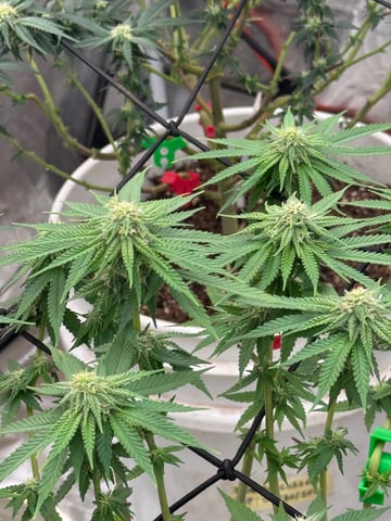 NYC SOUR DIESEL AUTO — flower, day 5