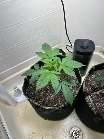 12 assed raven — vegetative, day 34