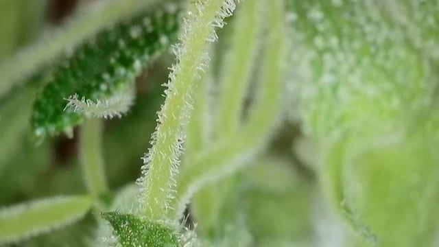 Ace Killer OG — flower, day 76