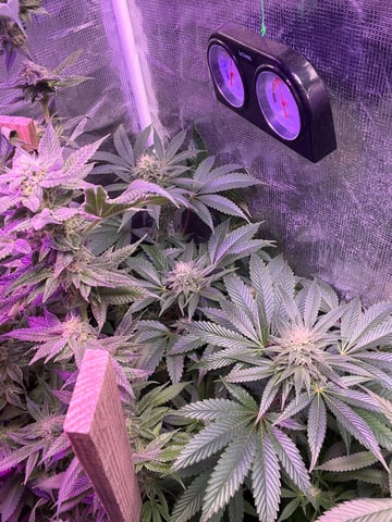 AK Clone — flower, day 100