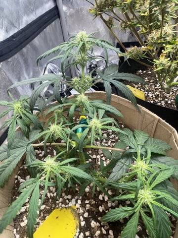 3x3 Grow — flower, day 42