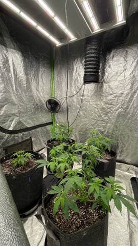 Clones GodFather OG Clones — vegetative, day 37