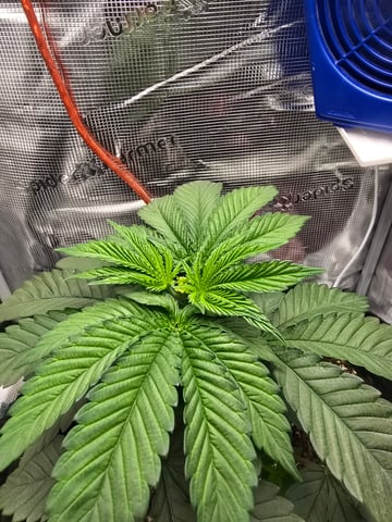 Northern lights #10 2nd plant (Selkies) — vegetative, day 23