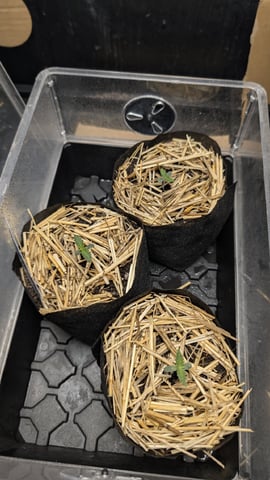 mephisto winter 2026 — seedling_rooting, day 4