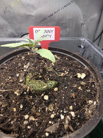 Granny Candy and PLCG — grow_setup, day 16