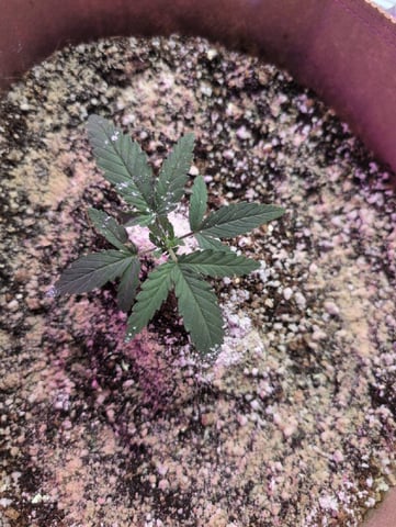 2025-26 — vegetative, day 9