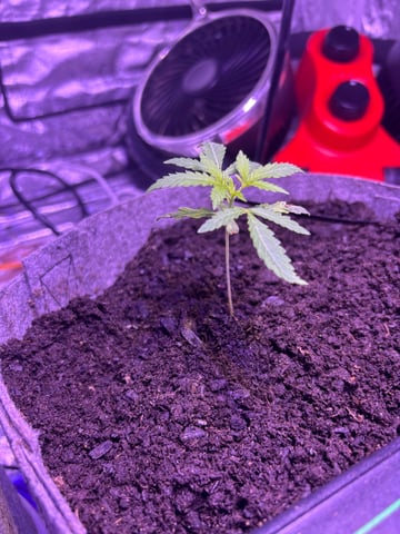 frosted zinn x cookie dog auto — flower, day 1