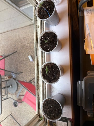 Larry Byrd — grow_setup, day 2