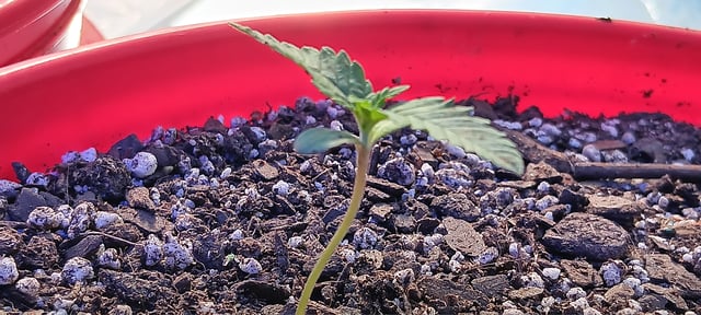 Kickoff — seedling_rooting, day 7