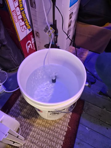 I'll get it right — seedling_rooting, day 13