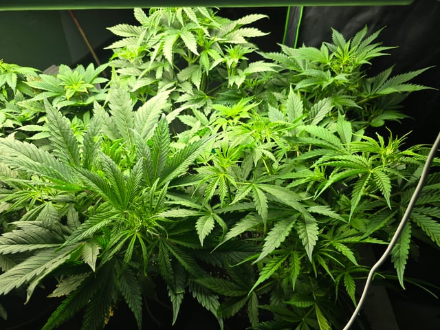 2nd Autoflower Indoor Grow — vegetative, day 35