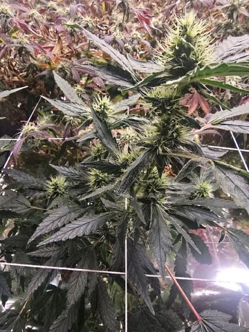 Glookies by Barneys Farm — flower, day 76