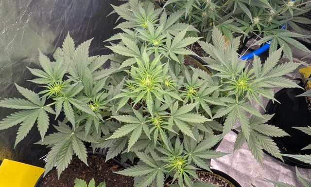 Mixed Grow — grow_setup, day 54