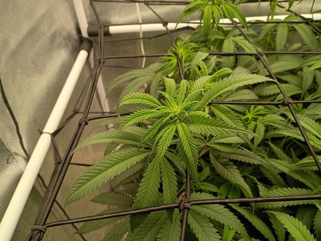 FastBuds Photo-Lemon Mandarin  — flower, day 93