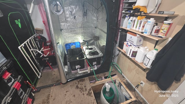 RDWC system with ebb and flow principals, using only 1 air pump. — grow_setup, day 1