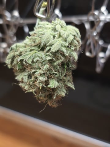 3rd Auto Grow — flower, day 106