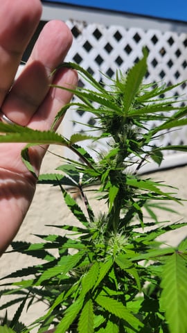 purple Kush, and Extra Large Kush — flower, day 42