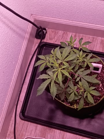 FKAFL — vegetative, day 11