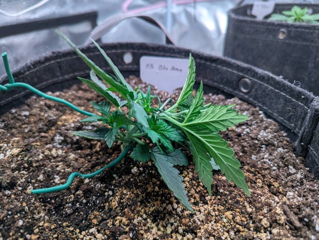 2025 EOY Grow — vegetative, day 29