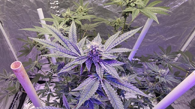 first grow adventure  — flower, day 91