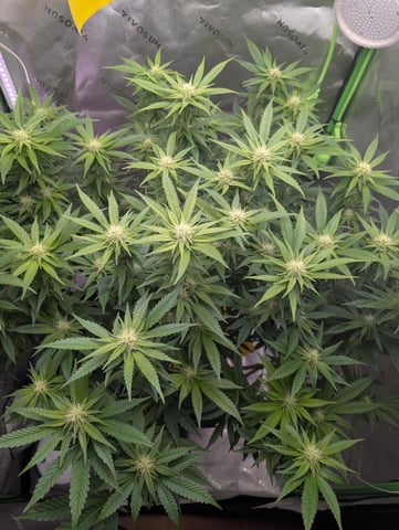 Golden Goat — flower, day 7