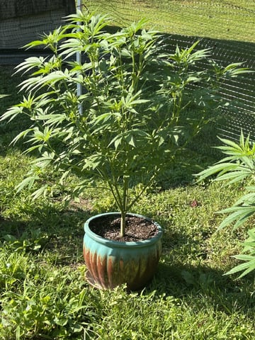 2026 Outdoor — vegetative, day 75