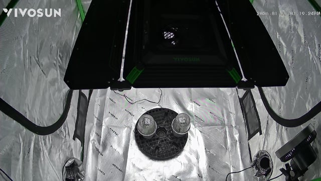 CLONES — seedling_rooting, day 6