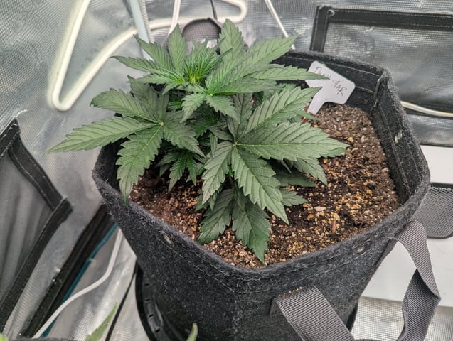 Dark Star — vegetative, day 23