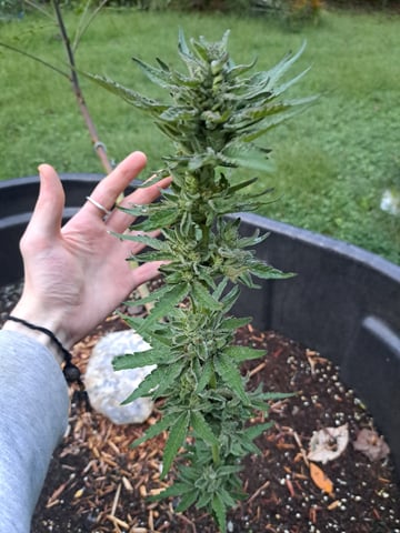 Bucket List Grow #2 — flower, day 126