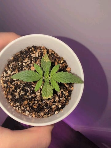 2025-26 — seedling_rooting, day 4