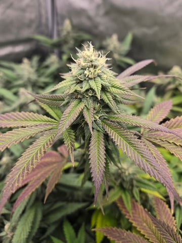 First Grow — flower, day 97