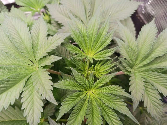 9lbhammer feminized  — flower, day 30