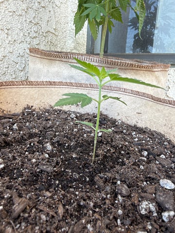 Bruce Banner ⛽️ — vegetative, day 31