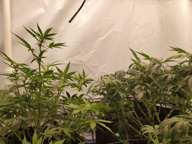 Banana Purple Punch & Rainbow Showers — flower, day 73