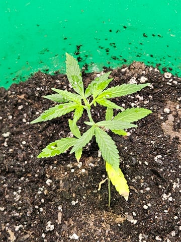 1st plant. Strain: Green Gelato AutoFlower — vegetative, day 41