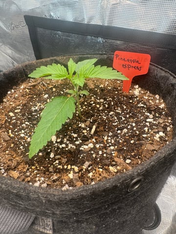  pineapple express — seedling_rooting, day 1