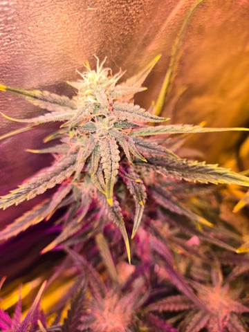 high octane x holy grail  — auto, day 59