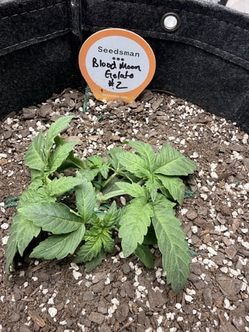 BloodMoon Gelato — vegetative, day 28