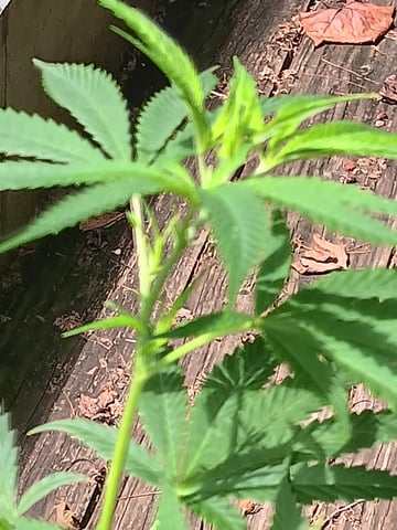 my first grow — vegetative, day 91