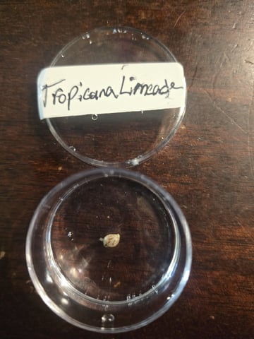 Tropicana Limeade  — germination, day 1