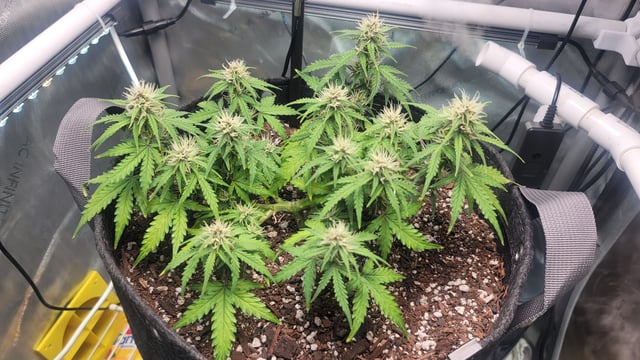 Number Two.  Lola — flower, day 68