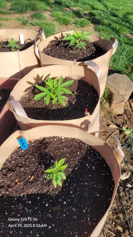 First Grow  — seedling_rooting, day 27