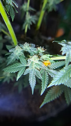 b1. — flower, day 125