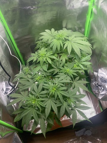 2nd Try — flower, day 51