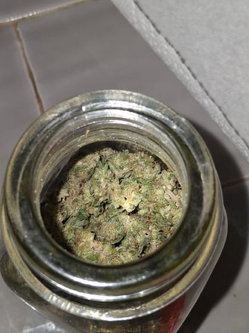 S&D  First Grow — harvest, day 96