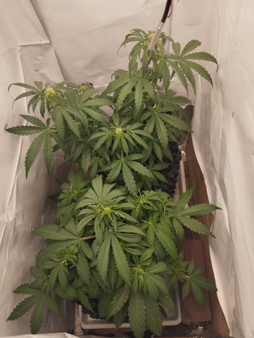 F1 apollo — flower, day 28