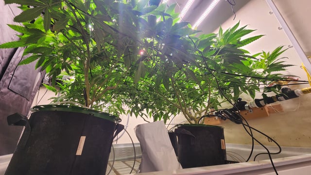 DNA Genetics Kosher Cookies rockwool run round 2 — flower, day 45