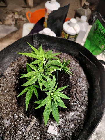 Hindu Kush — vegetative, day 45