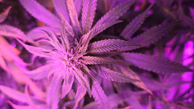 strawberry ghost and death breath — flower, day 1