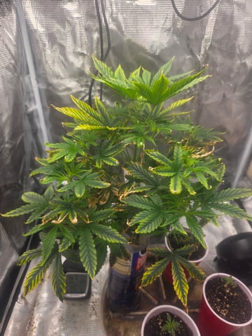 Experiment Time — vegetative, day 38